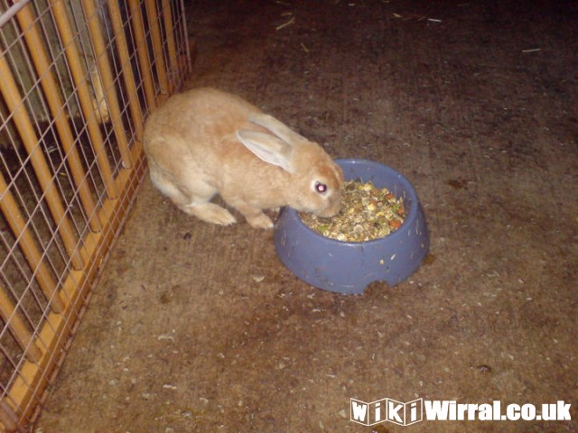 Attached picture bunny 1.jpg